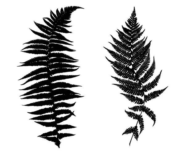 Illustration Different Ferns Isolated White — Stock Vector
