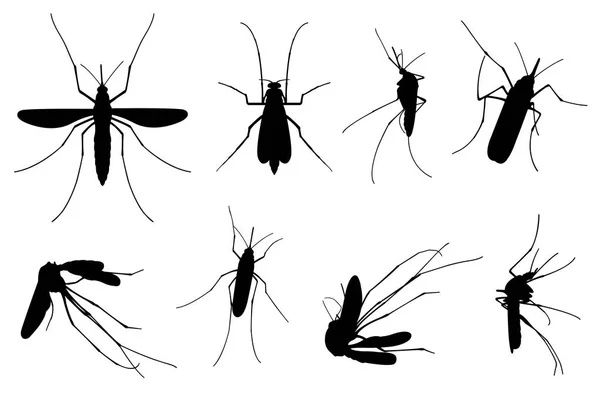 Conjunto Diferentes Mosquitos Aislados Blanco — Vector de stock