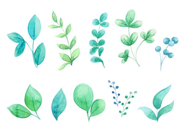 Şirin yaprakların suluboya seti. Suluboya çiçek koleksiyonu. Suluboya elementlerini ayarla - bitkiler, çiçek yaprakları