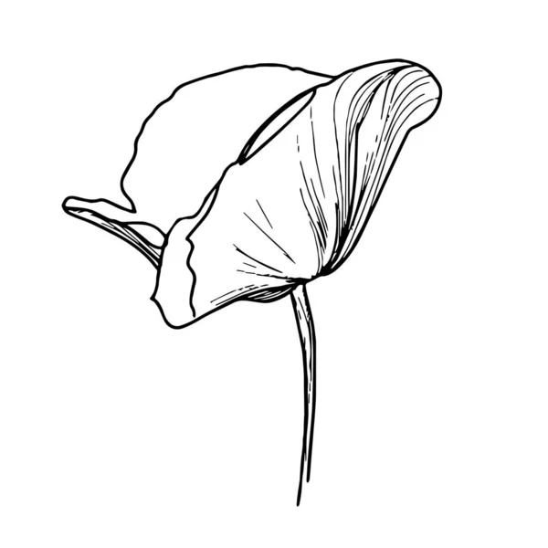 Arte de linha de flor papoula. Desenho de contorno minimalista. Uma obra de arte. Ilustração da flor do vetor —  Vetores de Stock