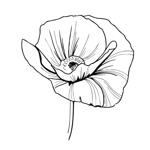 Art de ligne de fleur de pavot. Dessin de contour minimaliste. Une seule illustration. Illustration de fleurs vectorielles — Image vectorielle