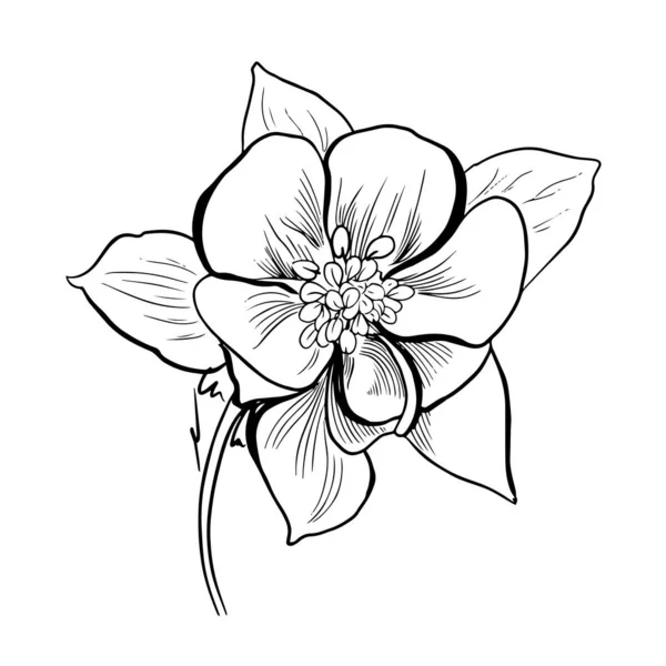 Çiçek hattı sanatı. Minimalist çizim. Çizgi çalışması. Han çiçek resmi çizdi.