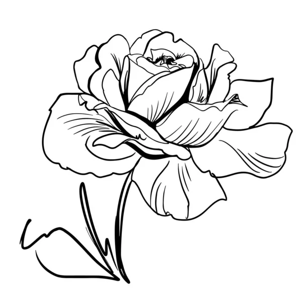 Arte da linha de flores. Desenho de contorno minimalista. Trabalho de arte de linha. Han desenhado ilustração flor —  Vetores de Stock