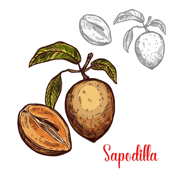 Exotische fruit-pictogram van de sapodilla vector-schets — Stockvector