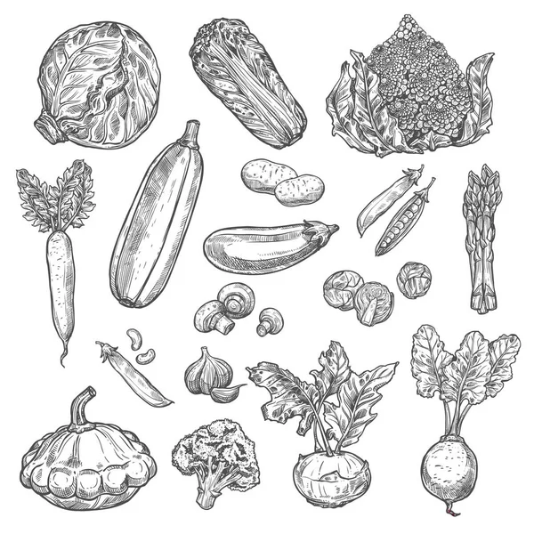 Légumes vecteur biologique isolé croquis icônes — Image vectorielle