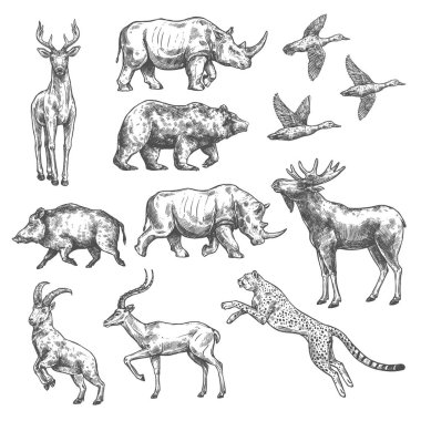 Yabani kuş, Afrika safari ve orman memeli hayvan kroki kümesi. Tasarım ayı, ördek ve geyik, gergedan, antilop ve jaguar, keçi, avcılık spor av sezonu veya avcı club yaban domuzu ve elk izole simgesini