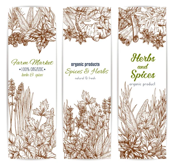 Spices dan herbal banner vektor sketsa - Stok Vektor
