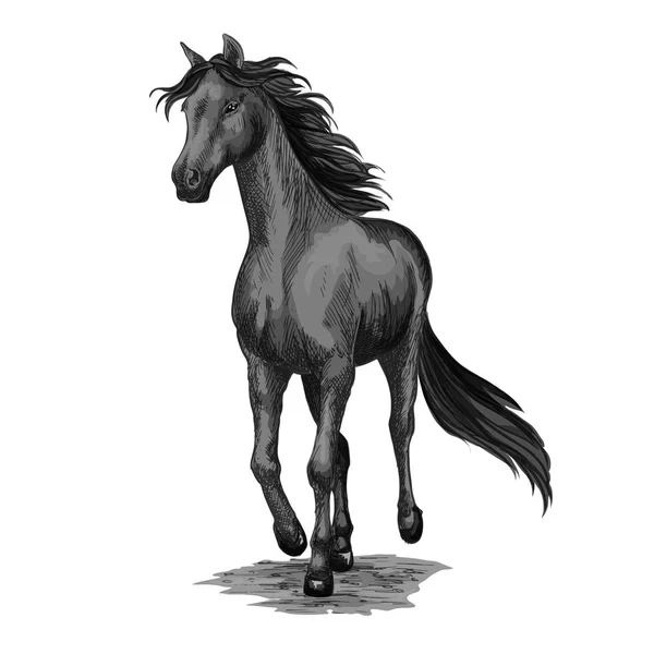 Bosquejo de caballos corriendo de semental negro galopante — Archivo Imágenes Vectoriales