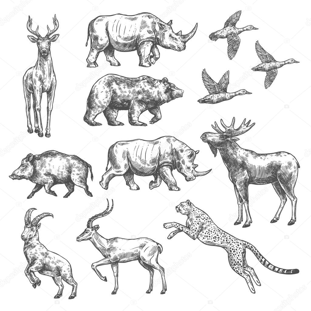 Animal sketch set of wild bird, african safari and forest mammal. Bear, duck and deer, rhino, antelope and jaguar, goat, boar and elk isolated icon for hunting sport open season or hunter club design