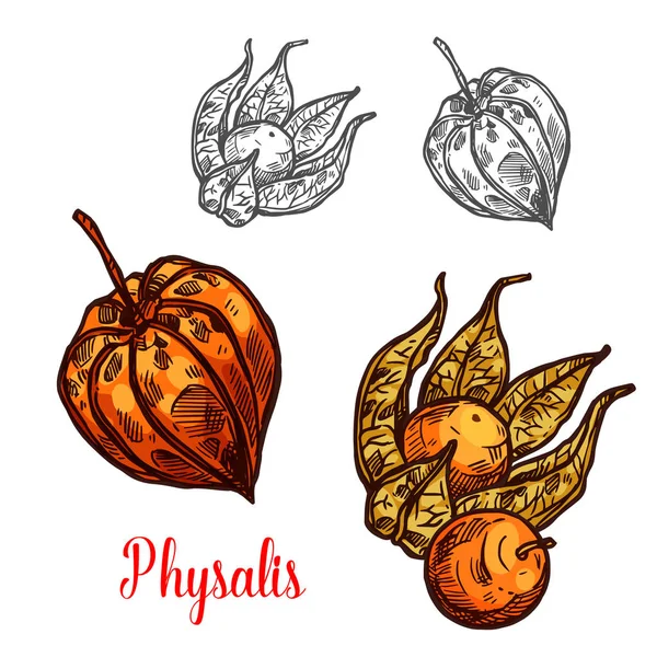 Physalis gyümölcs vagy ground cherry-berry vázlat — Stock Vector