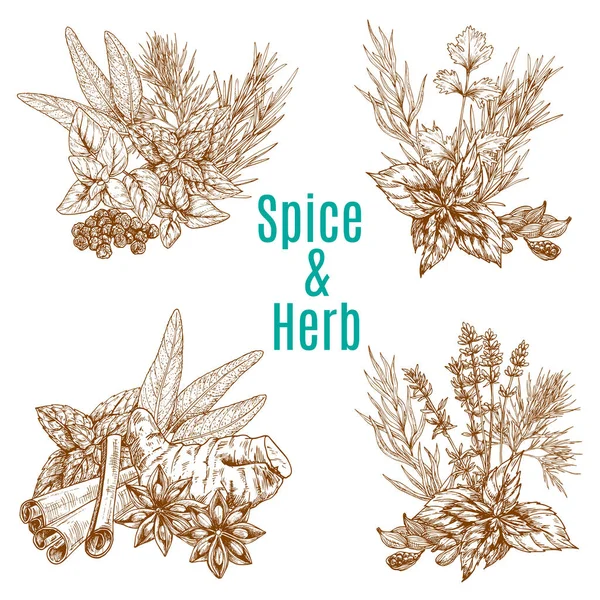 Vector poster of spices or herbs sketch seasonings — Stock Vector