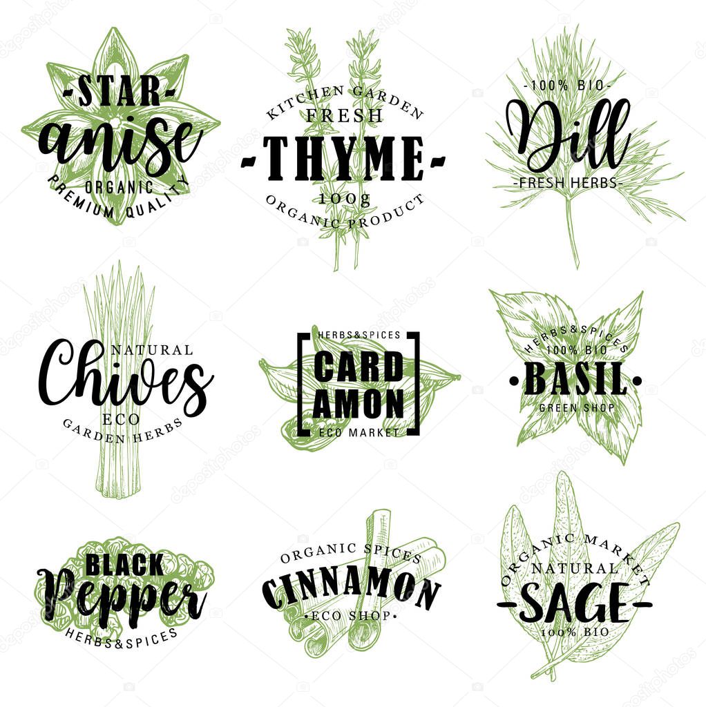Spice and herb hand drawn lettering with fresh food condiment sketch. Pepper, star anise and cinnamon, cardamom, basil and dill, thyme, sage and chives for organic spice shop packaging label design