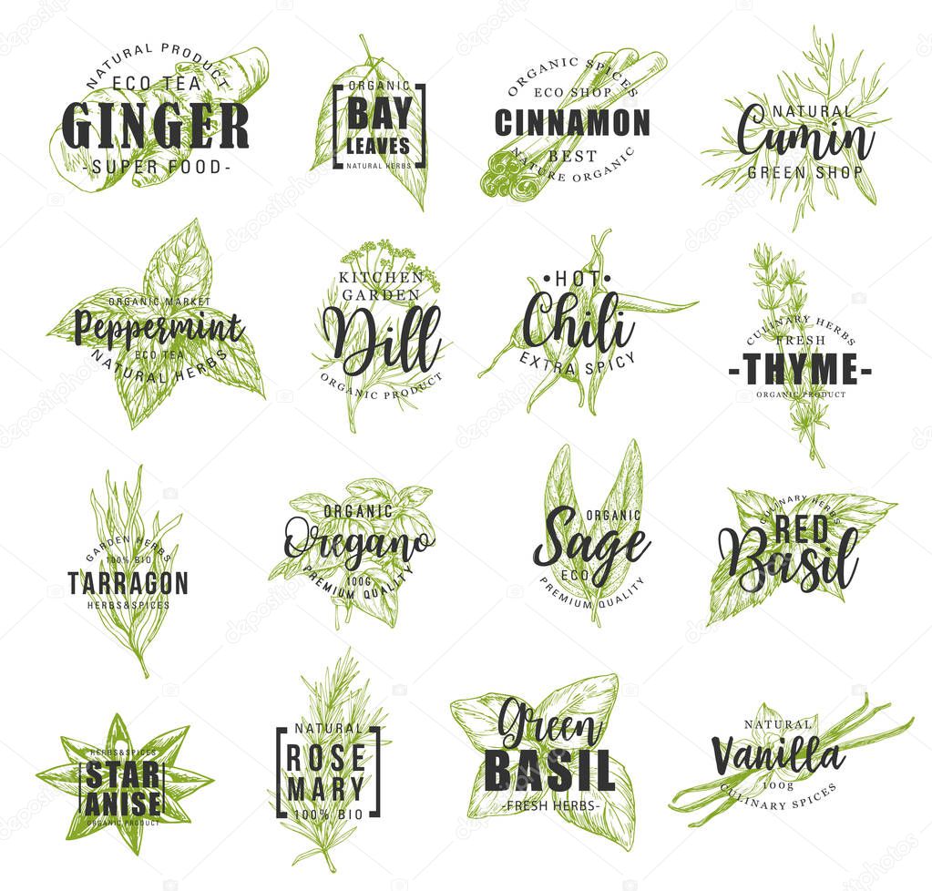 Spice and herb leaf sketch label with lettering for food condiment and seasoning design. Basil, chili pepper and rosemary, thyme, mint and cinnamon, vanilla, ginger and bay, anise, dill and oregano
