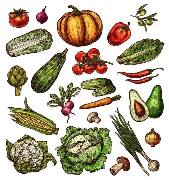 Vegetables sketch vector isolated icons — Stock Vector