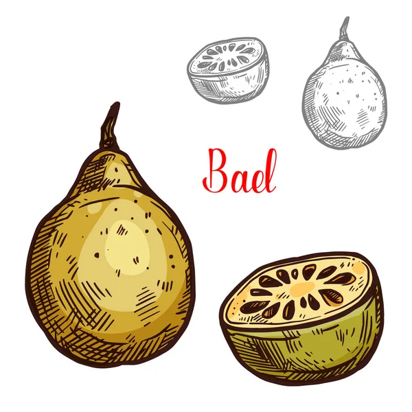 Bael vector sketch tropical fruit — Stock Vector