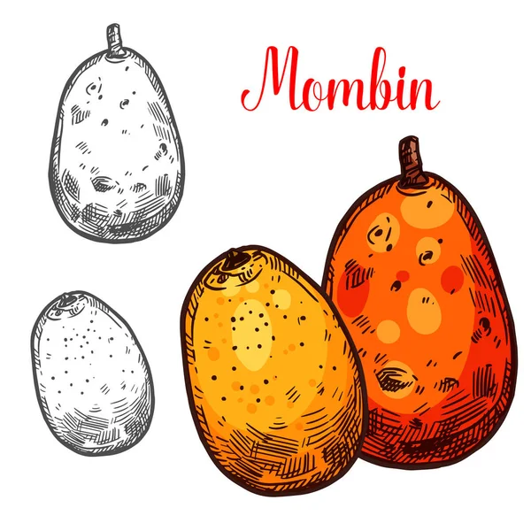 Mombin vector bosquejo frutas tropicales — Vector de stock