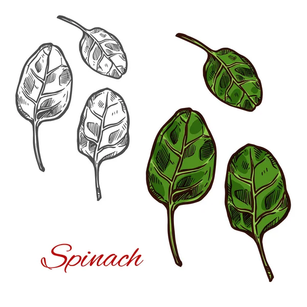 Croquis de légumes aux épinards avec feuille verte fraîche — Image vectorielle