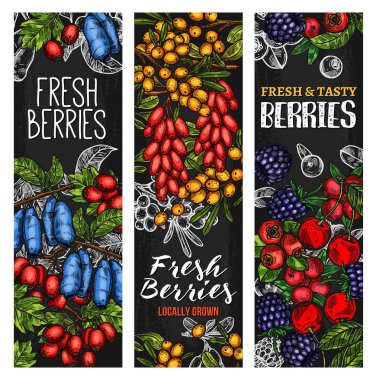 Vahşi berry veya taze meyve blackboard banner tasarımı