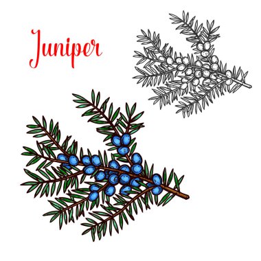 Ardıç vektör kroki egzotik bitki meyve simgesi