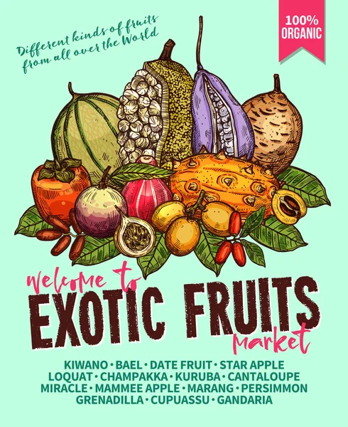 Egzotikus gyümölcsök vázlat vektor poszter farm piac — Stock Vector