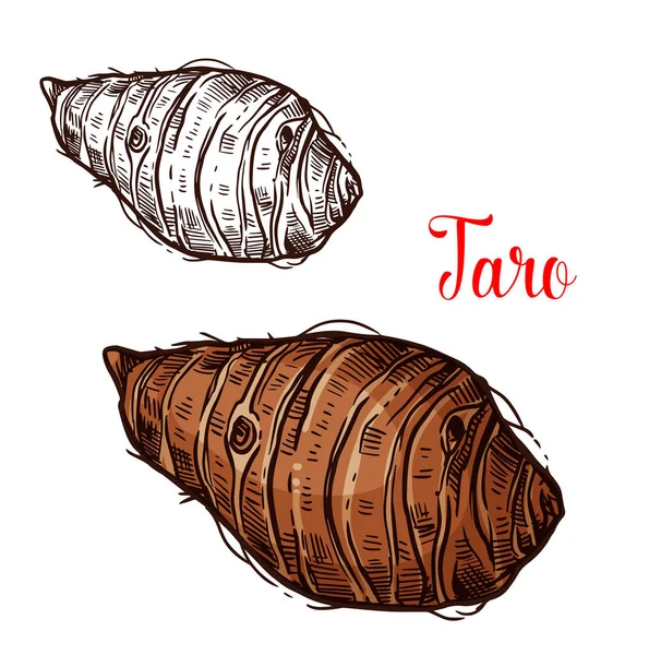 Croquis vectoriel Taro des tubercules de plantes tropicales — Image vectorielle