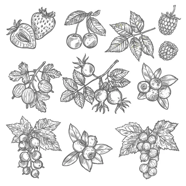 Bocetos de jardín y bayas silvestres — Vector de stock