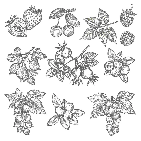 Эскизы сада и диких ягод — стоковый вектор