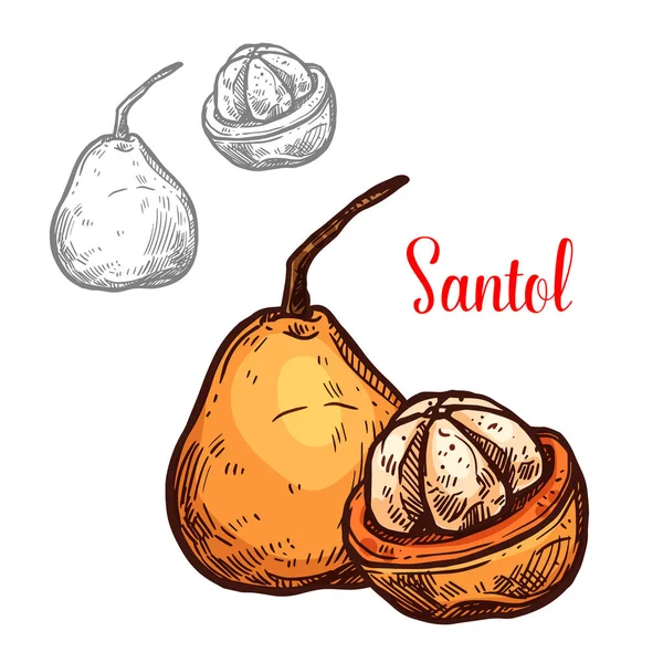 Santol vektör çizim sarı tropikal meyve — Stok Vektör