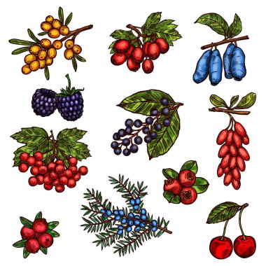 Çiftlik Bahçe ve Vahşi Orman berry meyve
