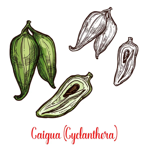 Cyclanthera pedata Croquis de légumes ou de fruits — Image vectorielle