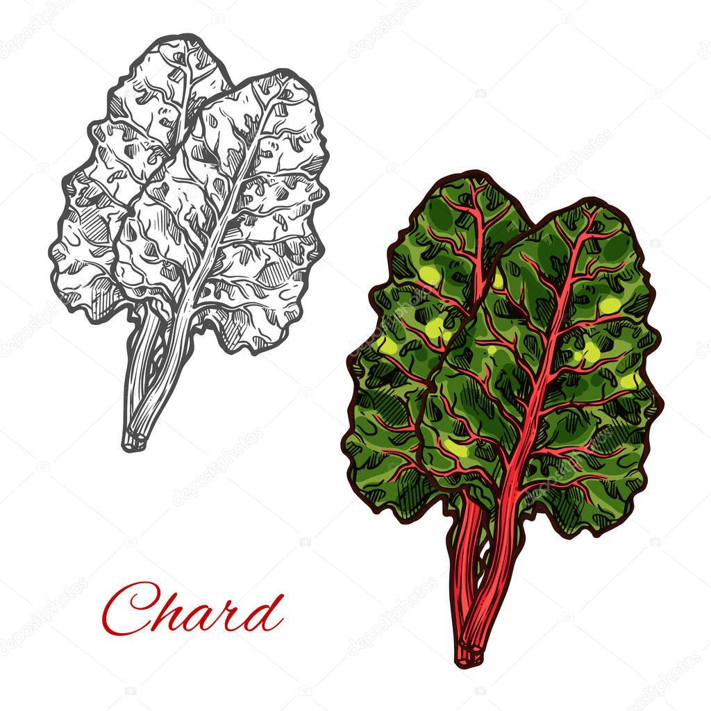 Chard or beet spinach green leaf vegetable sketch