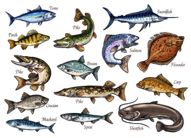 Fresh fish and seafood isolated sketches vector Fresh fish and seafood isolated sketches vector