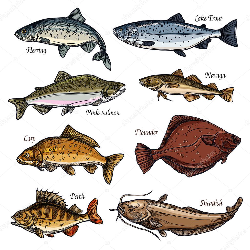 Sea and freshwater fish animals isolated sketches