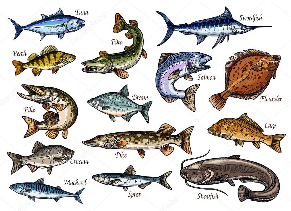 Fresh fish and seafood isolated sketches
