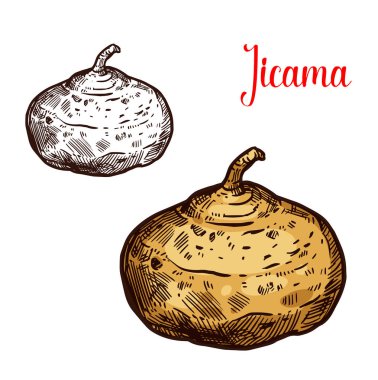 Jicama Meksika tunip vektör kroki