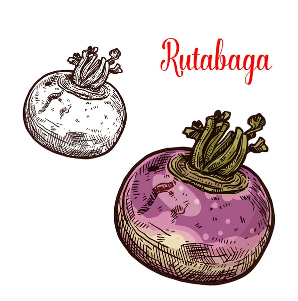 Rutabaga oder Rüben skizzieren Gemüse — Stockvektor