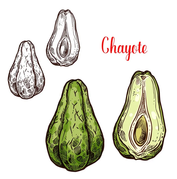 Chayote-Gemüse exotischer mexikanischer Pflanze Skizze — Stockvektor
