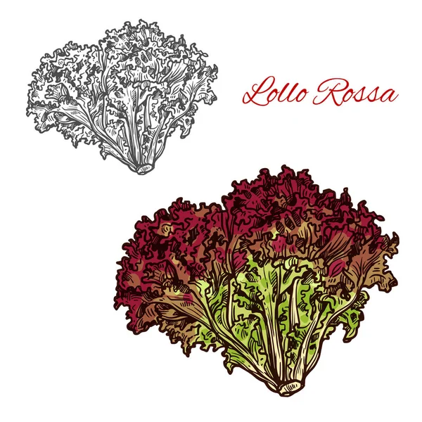 Rode lollo rossa Sla blad plantaardige schets — Stockvector