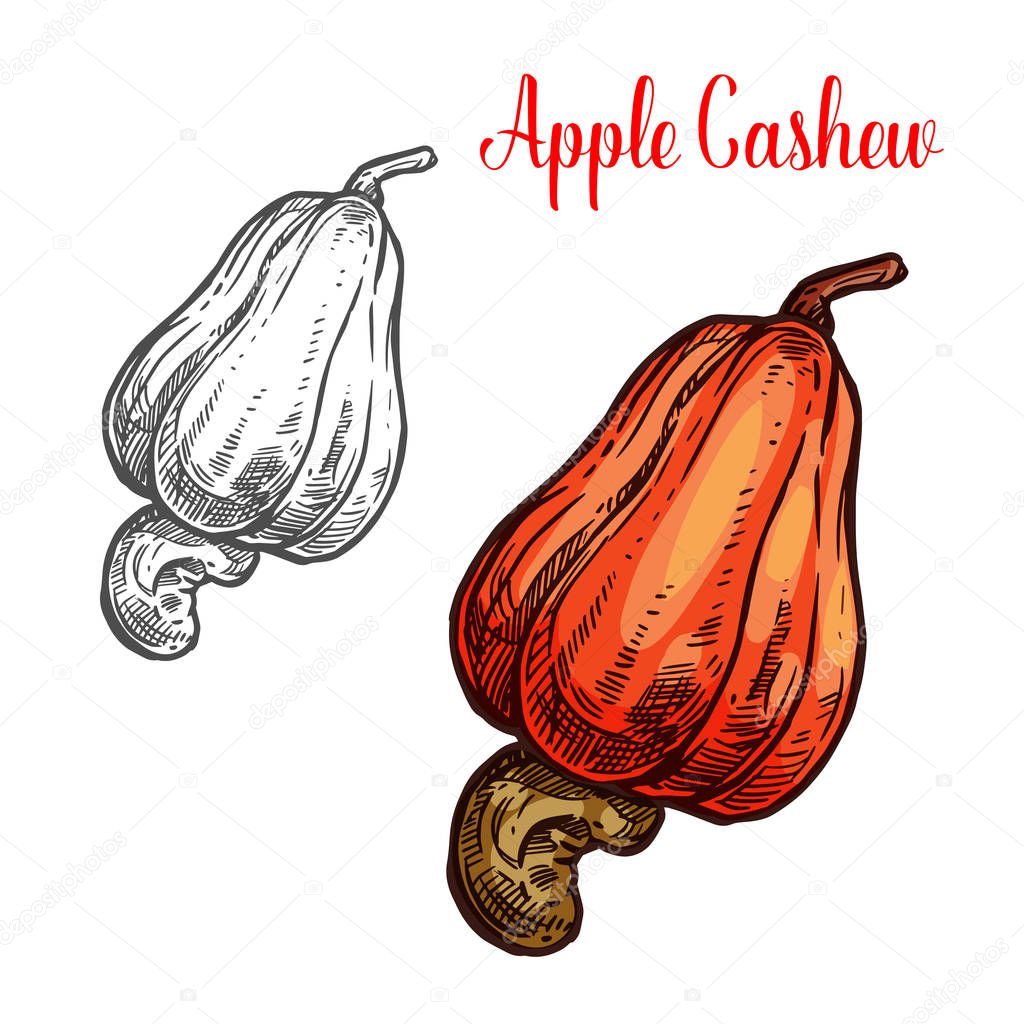 Apple cashew fruit with ripe nut sketch