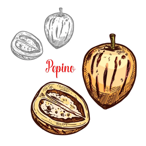 Pepino frutta o melone esotico disegno schizzo di pera — Vettoriale Stock