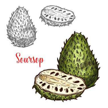 Soursop vector sketch exotic fruit clipart