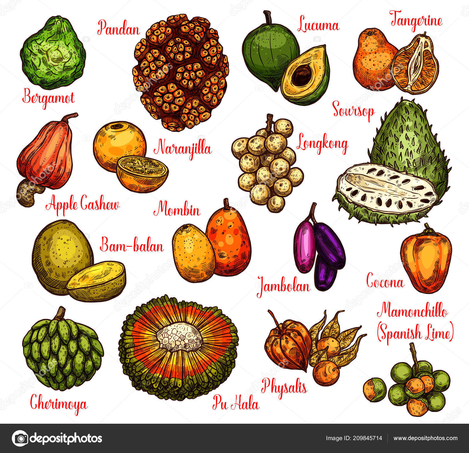 Isolerade exotiska frukter, vektor skiss vektor av ©Seamartini 209845714