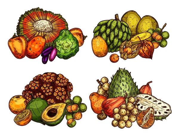 Frutas exóticas vector bosquejo cosecha — Archivo Imágenes Vectoriales