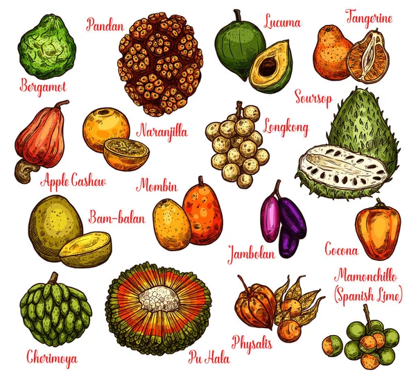 Frutas exóticas aisladas, boceto vectorial — Vector de stock