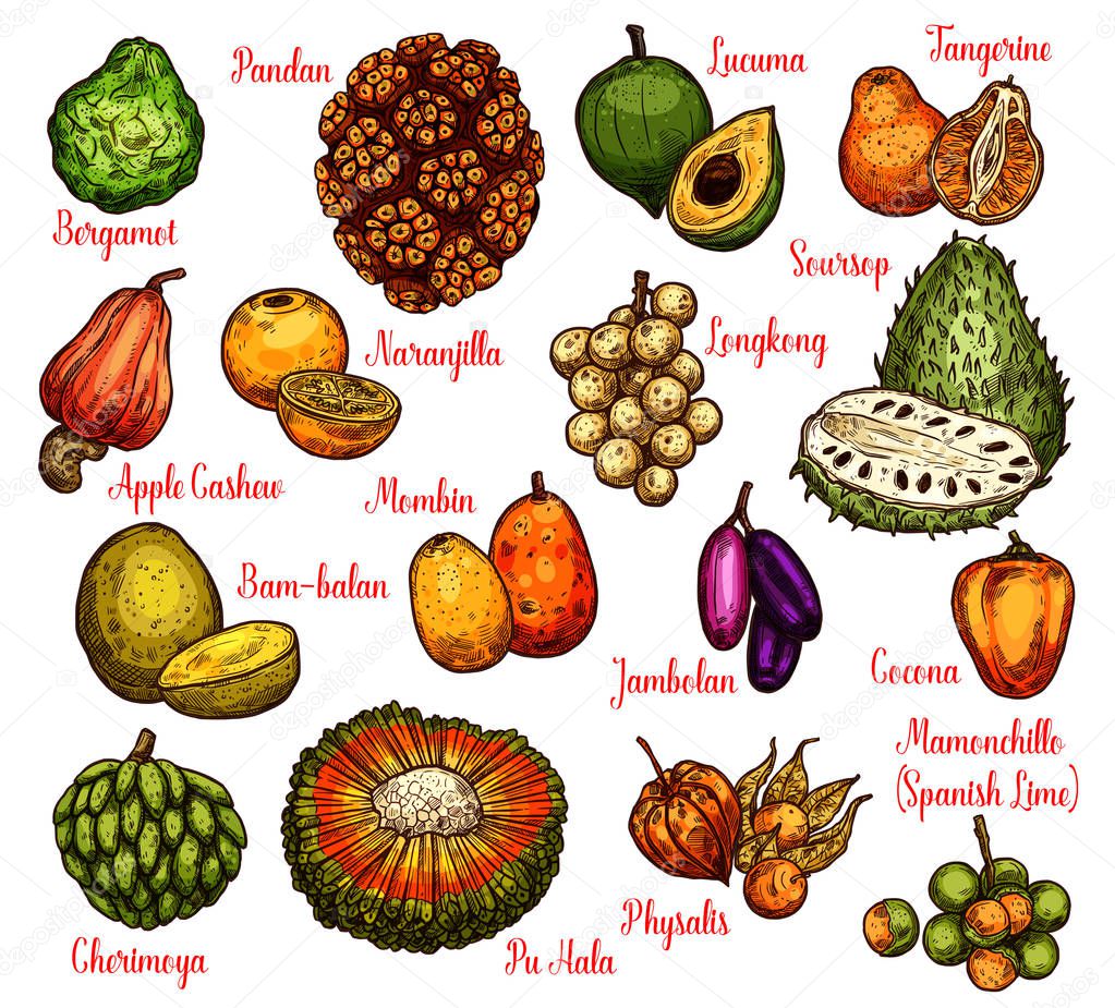 Isolated exotic fruits, vector sketch