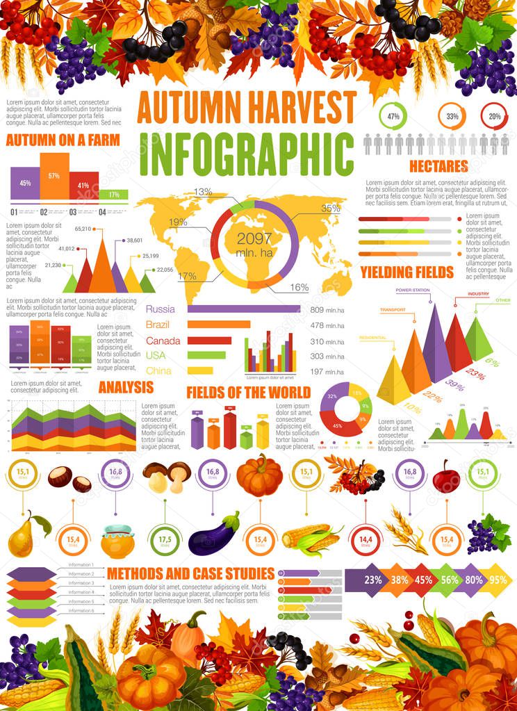 Autumn harvest infographic seasonal statistics poster. Vector diagrams for farm vegetables pumpkin, corn and eggplant, flowchart of honey and berry reap with wheat and grape fruits share percent