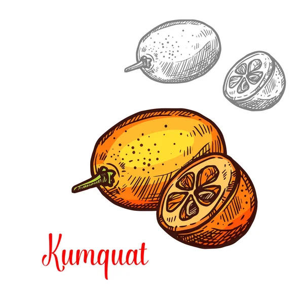 Kumquat fruta vector de diseño — Vector de stock