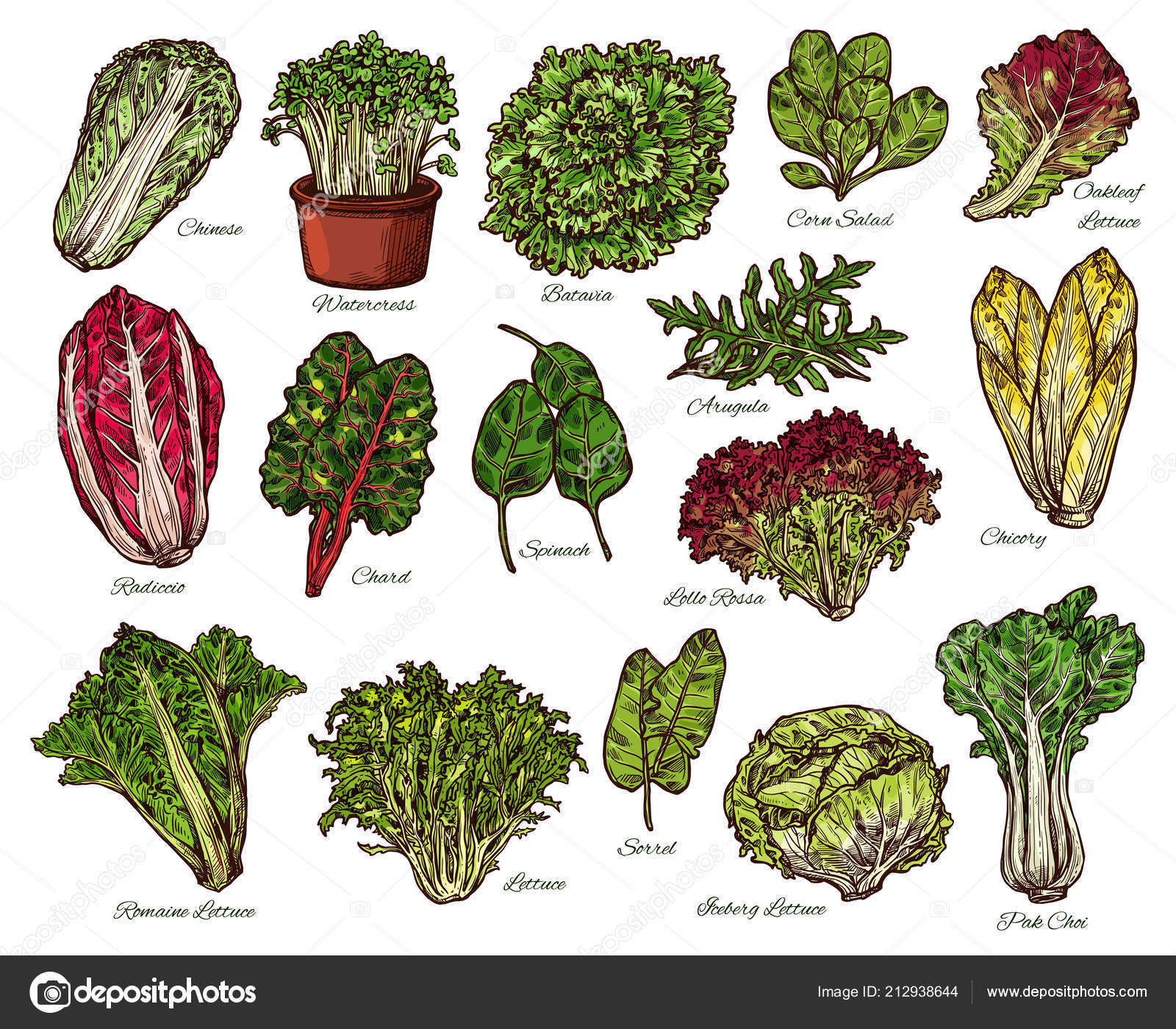 Vegetais Dos Desenhos Animados, Aipo, Abobrinha, Cebola, Cenoura E  Couve-flor. Vegetal Orgânico Fresco, Repolho De Comida Vegetariana E  Pepino. Conjunto De Símbolos Isolados De Vetores De Vegetais Royalty Free  SVG, Cliparts, Vetores