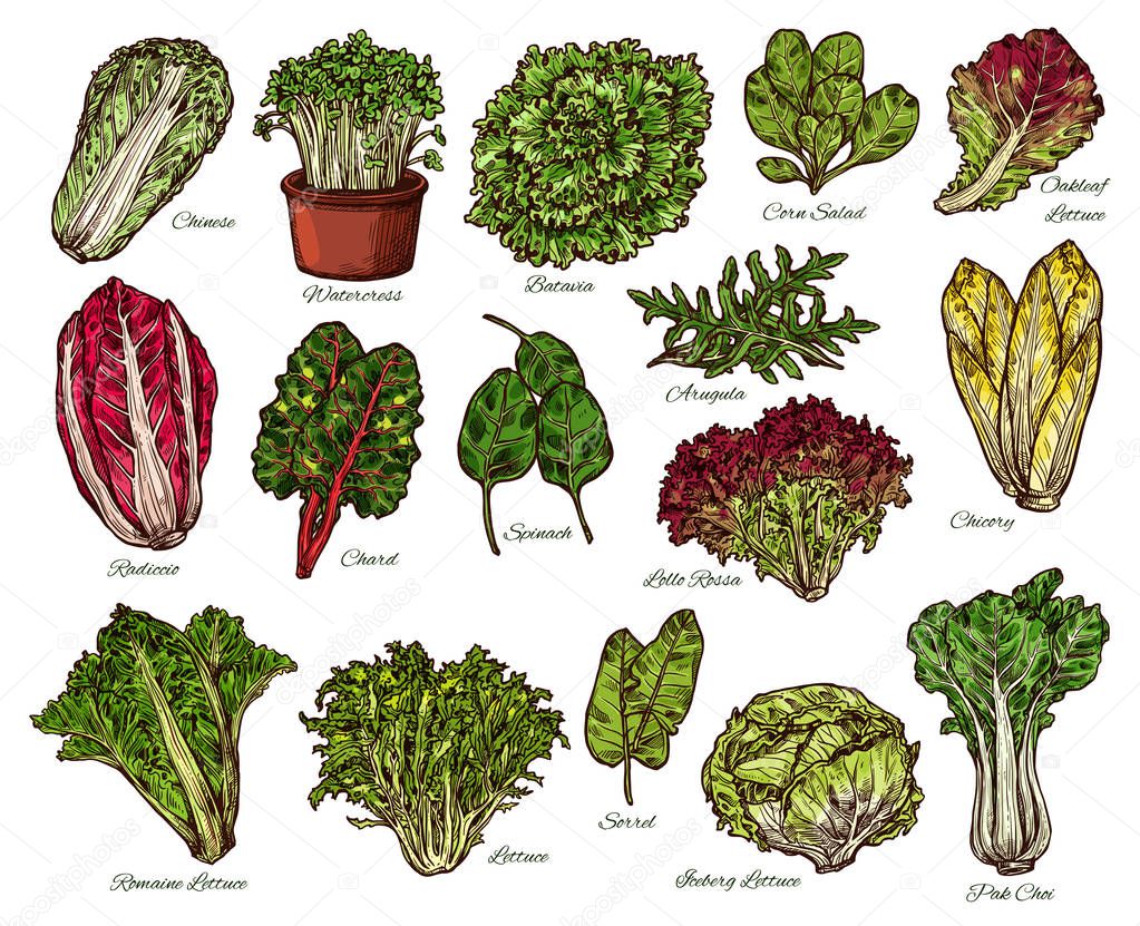 Salads and farm lettuce vegetables vector sketch