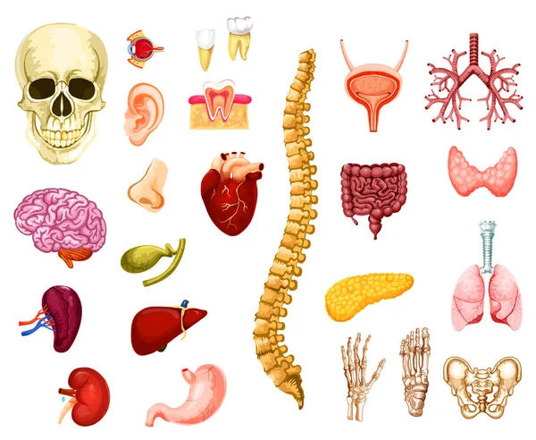 Organi umani, articolazioni e vettori ossei — Vettoriale Stock